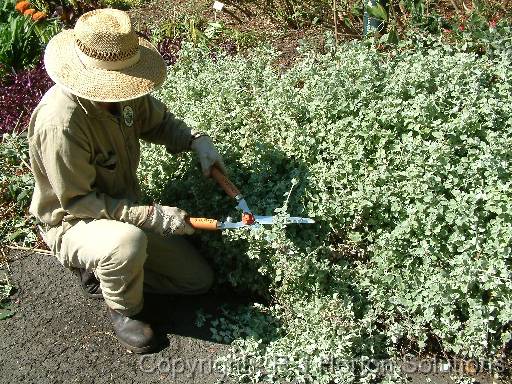 Clipping Helichrysum petiolare 